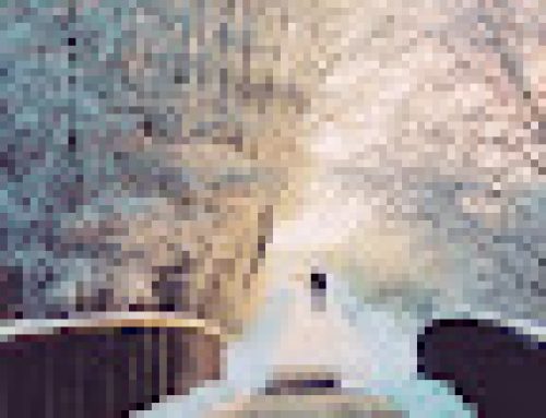 Getting Your Conscience Back on Track